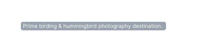 Prime birding hummingbird photography destination