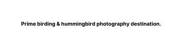 Prime birding hummingbird photography destination